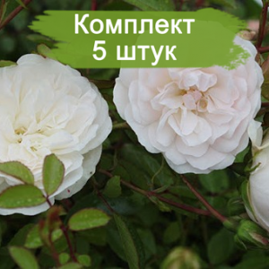 Саженцы почвопокровной розы Свани (Swany) -  5 шт.