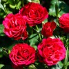Саженцы кустовой розы Таманго (Tamango) -  5 шт.