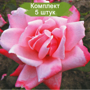 Саженцы чайно-гибридной розы Утро Москвы (Utro Moskvy) -  5 шт.