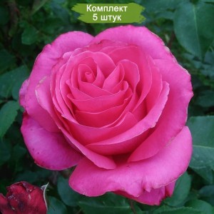 Саженцы чайно-гибридной розы Высоцкого или ВенСаженцы розы (Venrosa / Visockiy) -  5 шт.