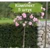 Саженцы штамбовой розы Боника (Bonica) -  5 шт.
