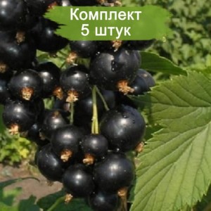 Саженцы черной смородины Измайловская на штамбе -  5 шт.