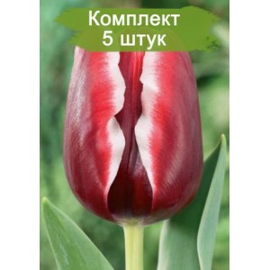 Луковицы тюльпана Армани (Armani) -  5 шт.