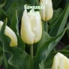 Комплект 5шт / Тюльпан Дэльта Стронг