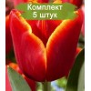 Луковицы тюльпана Лаура Фиджи (Laura Fygi) -  5 шт.