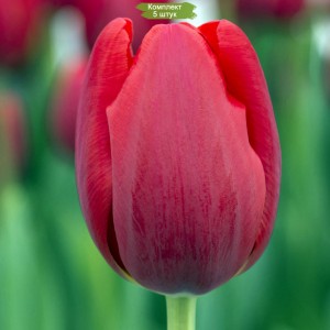 Луковицы тюльпана Ред Барон (Red Baron) -  5 шт.