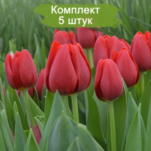 Луковицы тюльпана Суррендер (Surrender) -  5 шт.