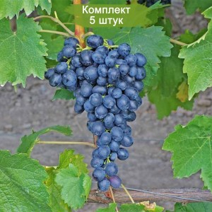 Саженцы винограда Аттика - Кишмиш (Ранний/Черный) -  5 шт.