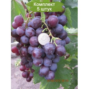 Саженцы винограда Аюта (Ранний/Фиолетовый) -  5 шт.