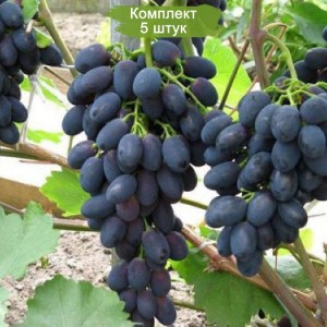 Саженцы винограда Фурор (Ранний/Черный) -  5 шт.