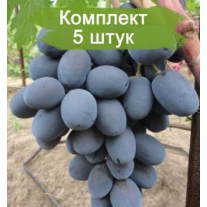 Саженцы винограда Фуршетный (Средний/Фиолетовый) -  5 шт.