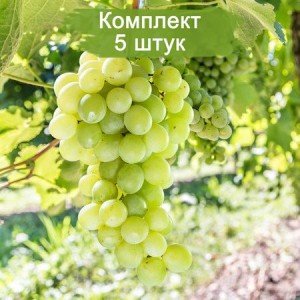 Саженцы винограда Химрод - Кишмиш (Ранний/Белый) -  5 шт.