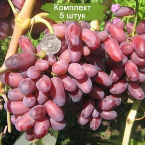 Саженцы винограда Изюминка (Ранний/Розовый) -  5 шт.