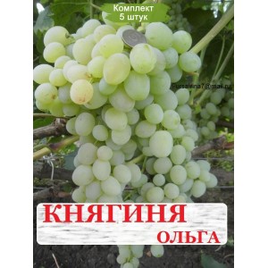 Комплект 5шт / Виноград Княгиня Ольга (Ранний/Белый) (Предзаказ)