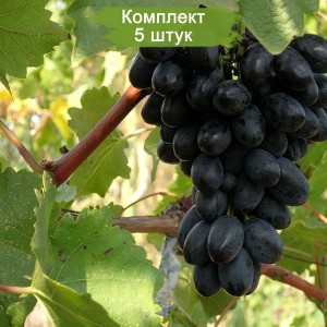 Саженцы винограда Кодрянка (Ранний/Фиолетовый) -  5 шт.