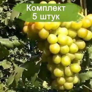 Саженцы винограда Колобок (Ранний/Белый) -  5 шт.