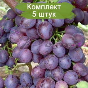 Саженцы винограда Краса Никополя (Ранний/Фиолетовый) -  5 шт.