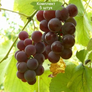 Саженцы винограда Лидия (Средний/Красный) -  5 шт.