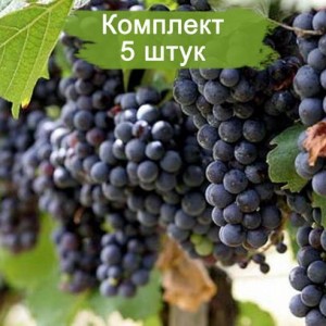 Саженцы винограда Молдова (Поздний/Черный) -  5 шт.