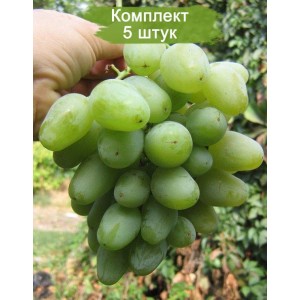 Саженцы винограда Монарх (Ранний/Белый) -  5 шт.