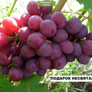 Саженцы винограда Подарок Несветая (Ранний/Красный) -  5 шт.