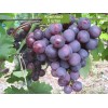 Саженцы винограда Рошфор (Ранний/Фиолетовый) -  5 шт.