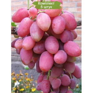 Саженцы винограда Розалинда (Ранний/Розовый) -  5 шт.