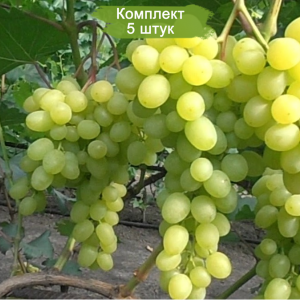 Саженцы винограда Цимус - Кишмиш (Ранний/Белый) -  5 шт.