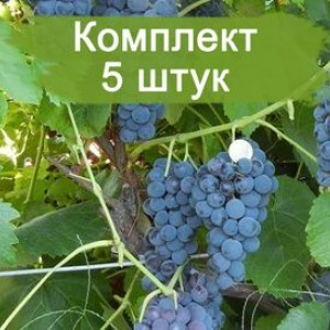 Комплект 5шт / Виноград Венера - Кишмиш (Ранний/Фиолетовый) (Предзаказ)