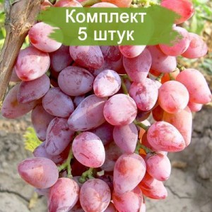 Саженцы винограда Виктор-3 (Поздний/Розовый) -  5 шт.