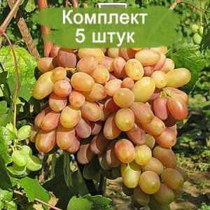 Саженцы винограда Виктор (Ранний/Розовый) -  5 шт.