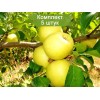 Саженцы яблони Голден Делишес (Golden Delicious) -  5 шт.
