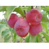 Саженцы яблони колоновидной красноцветковой Розовая Сказка -  5 шт.