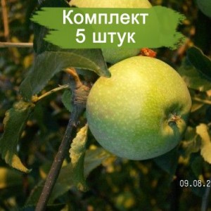 Саженцы яблони Кутузовец -  5 шт.