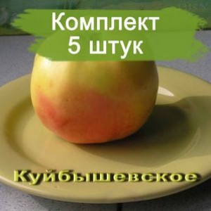 Саженцы яблони Куйбышевское -  5 шт.
