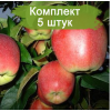 Саженцы яблони Лигол (Ligol) -  5 шт.