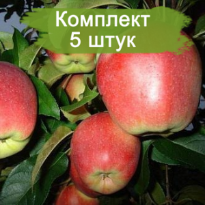 Саженцы яблони Лигол (Ligol) -  5 шт.
