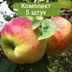 Саженцы яблони Орловим -  5 шт.
