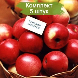 Саженцы яблони Веньяминовское -  5 шт.