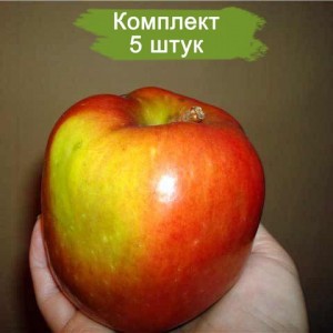 Саженцы яблони Волжская красавица -  5 шт.