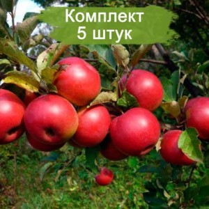 Саженцы яблони Заветное -  5 шт.