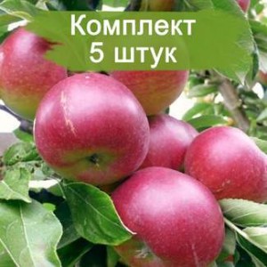 Саженцы яблони Звездочка -  5 шт.