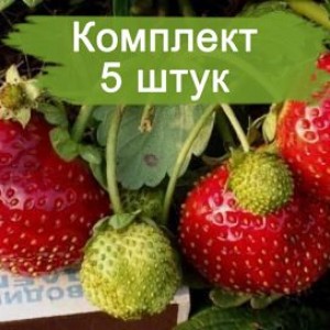 Саженцы земляники Садовая Максим - Гигантелла (Средняя) -  5 шт.