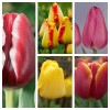 Комплект из 25 луковиц тюльпанов (Армани, Банья Лука, Барселона, Веранди, Голден Парад): фото и описание