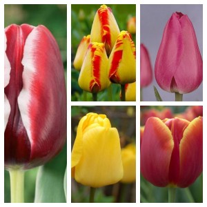 25 луковиц тюльпанов (Армани, Банья Лука, Барселона, Веранди, Голден Парад )