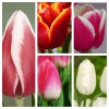 Комплект из 25 луковиц тюльпанов (Furand, Snowboard, Гуус Папендрехт, Династия, Лаура Фиджи): фото и описание
