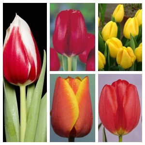 25 луковиц тюльпанов (Парад, Ред Пауер, Стронг Голд, Фулл Хаус, Эд Рем )