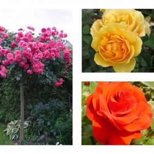Комплект Р2-3 саженца (Штамбовые розы Ремембрэнс, Розариум Ютерзен, Эмбер Куин)