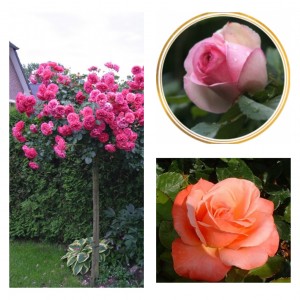Комплект Р7-3 саженца (Штамбовые розы Розариум Ютерзен, Эден Роуз, Сильве Джюбилей)
