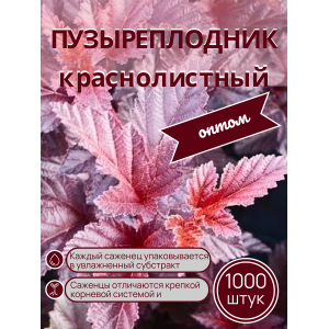 Пузыреплодник краснолистный /опт 1000 шт саженцы